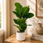 Artificial Fiddle Leaf Fig Plant