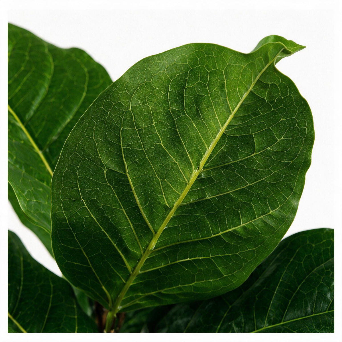 Artificial Fiddle Leaf Fig Plant